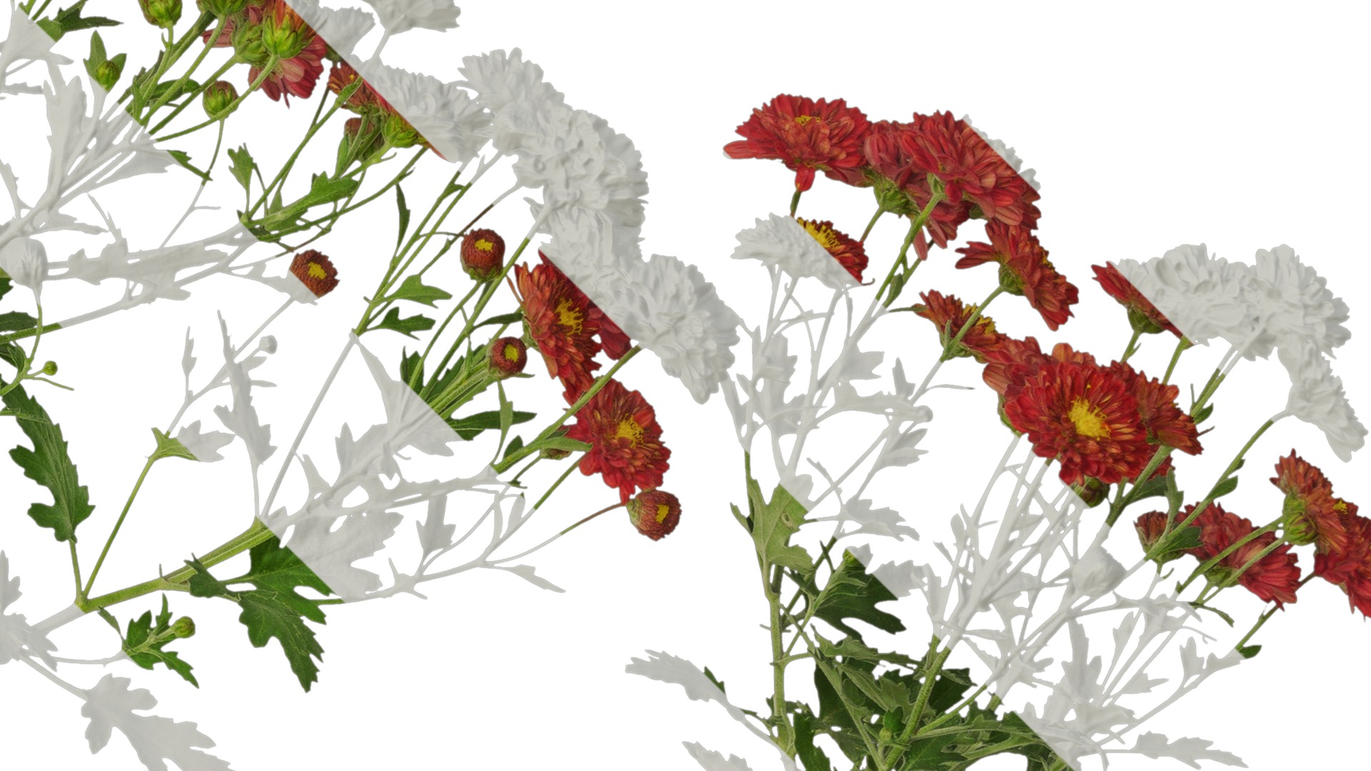 Anydrafts Bellis perennis Atlas 23 Texture_4