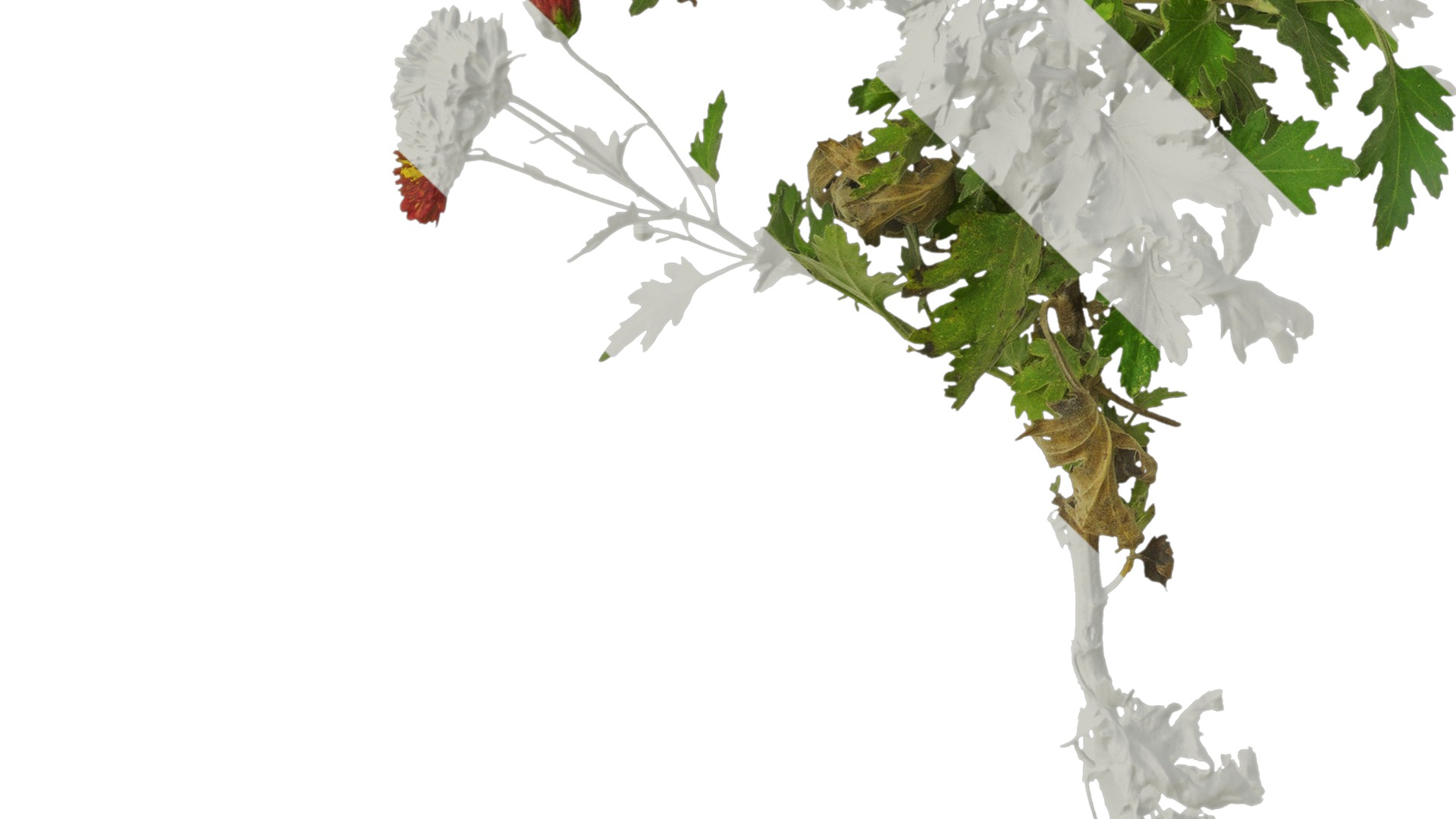 Anydrafts Bellis perennis Atlas 23 Texture_5