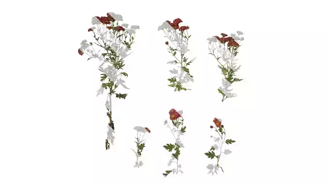 Anydrafts Bellis perennis Atlas 24 Texture