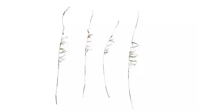 Anydrafts Lythrum salicaria Atlas 05