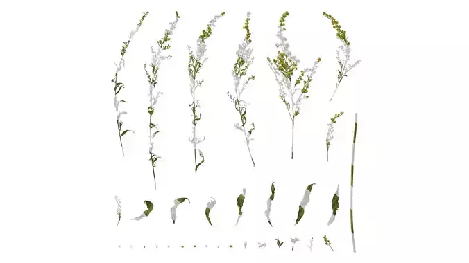 Anydrafts Solidago canadensis Atlas 02