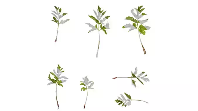 Anydrafts Angelica pubescens Leaf 01 Texture