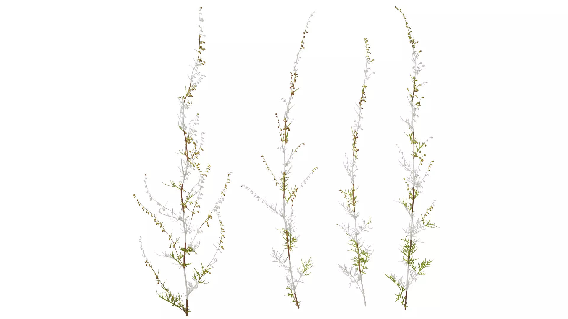 Anydrafts Artemisia scoparia Atlas 01 Texture