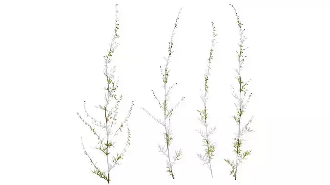 Anydrafts Artemisia scoparia Atlas 01 Texture
