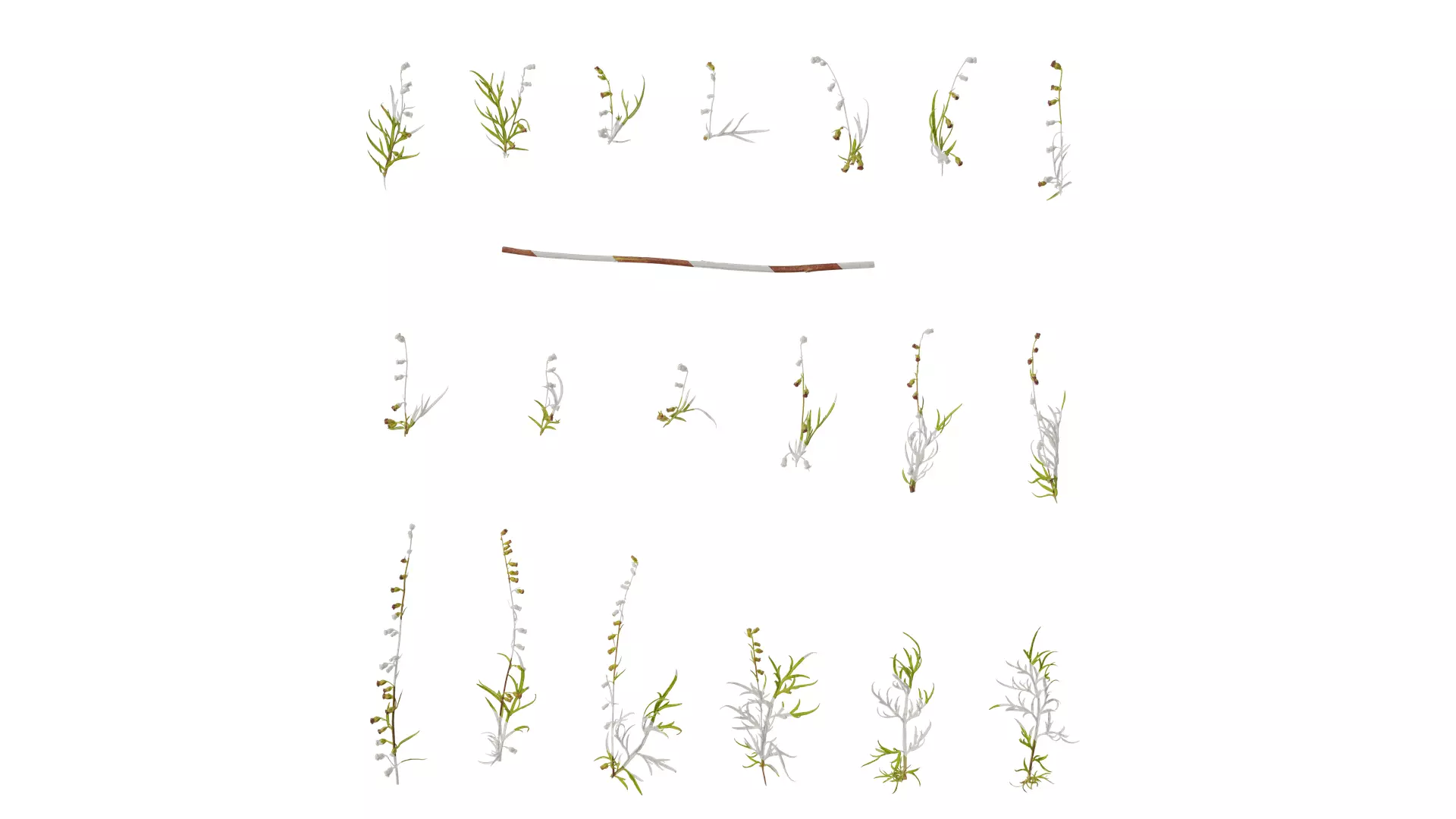 Anydrafts Artemisia scoparia Atlas 02 Texture