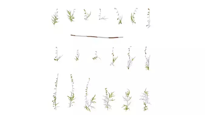 Anydrafts Artemisia scoparia Atlas 02 Texture