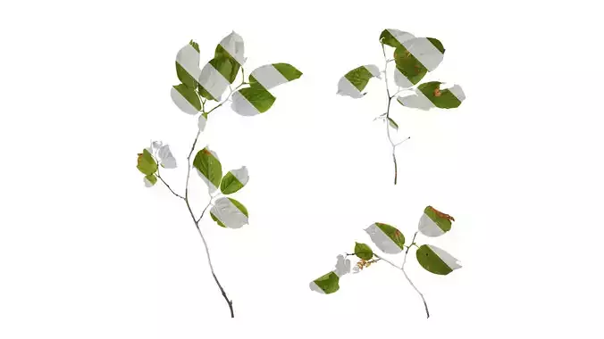 Anydrafts Berchemia sinica Atlas 01