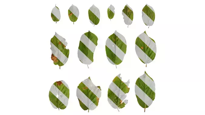 Anydrafts Berchemia sinica Leaf 01