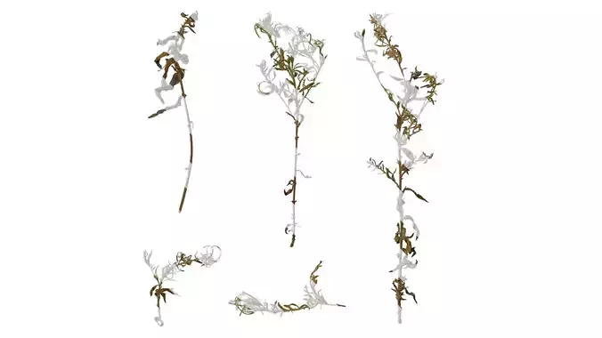 Anydrafts Epilobium hirsutum Atlas 02