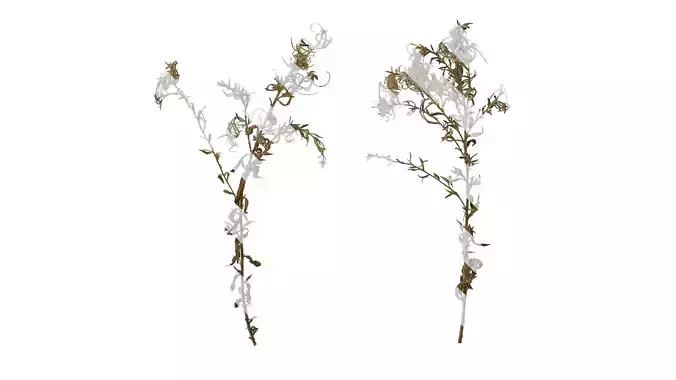 Anydrafts Epilobium hirsutum Atlas 04