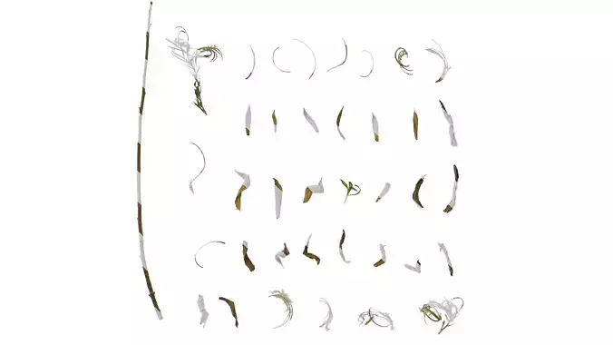 Anydrafts Epilobium hirsutum Atlas 06