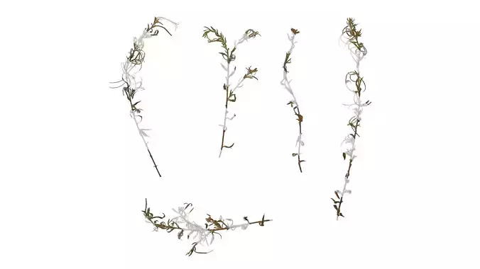 Anydrafts Epilobium hirsutum Atlas 07