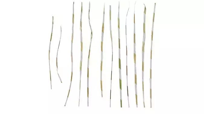 Anydrafts Cortaderia selloana Leaf 02