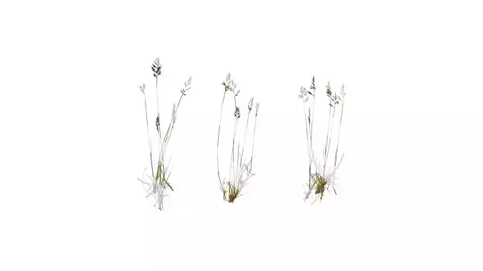 Anydrafts Festuca rubra Atlas 01 Texture