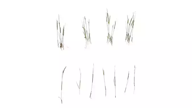 Anydrafts Festuca rubra Atlas 03 Texture