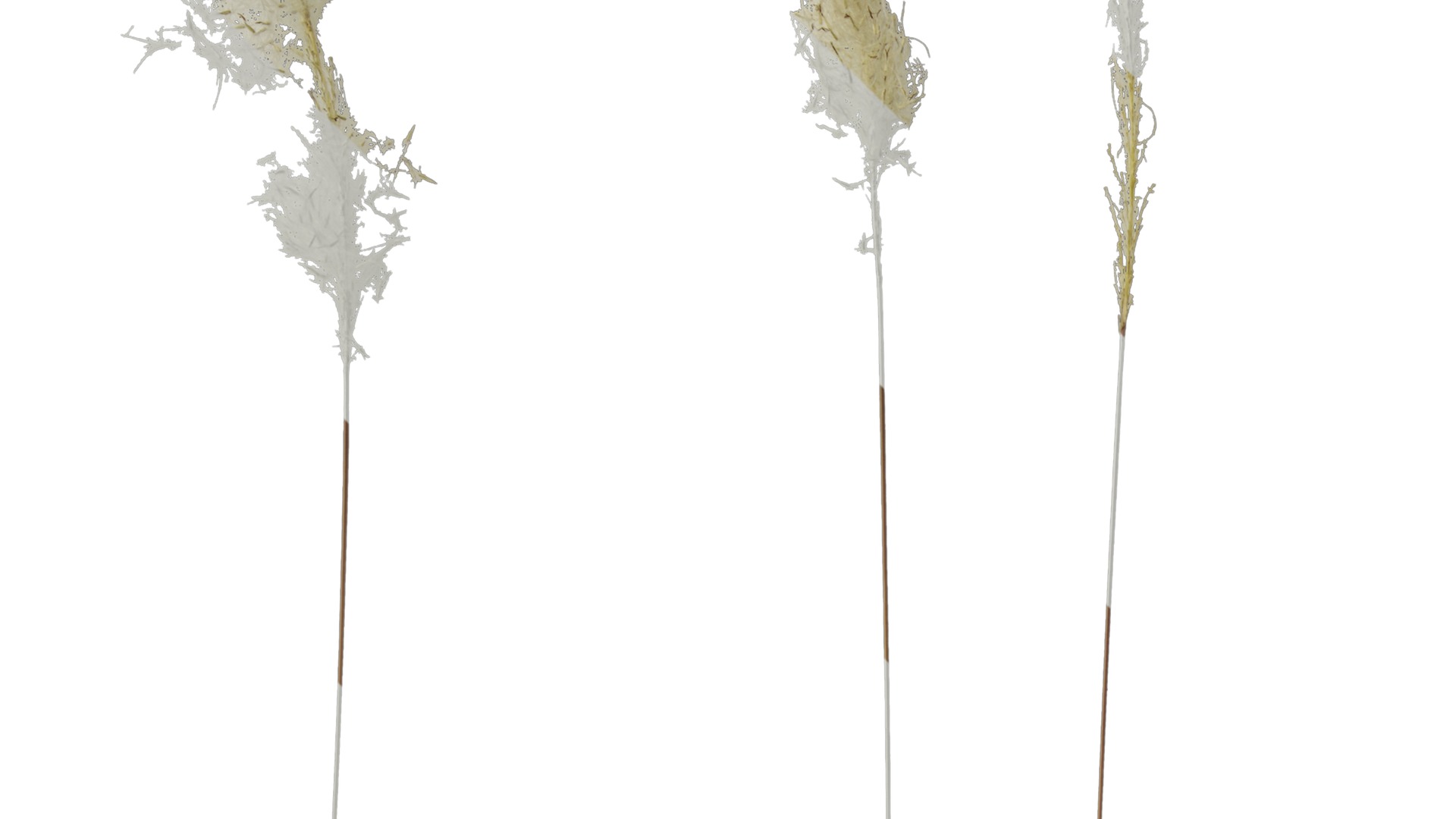 Anydrafts Imperata cylindrica Flower 02 Texture_3