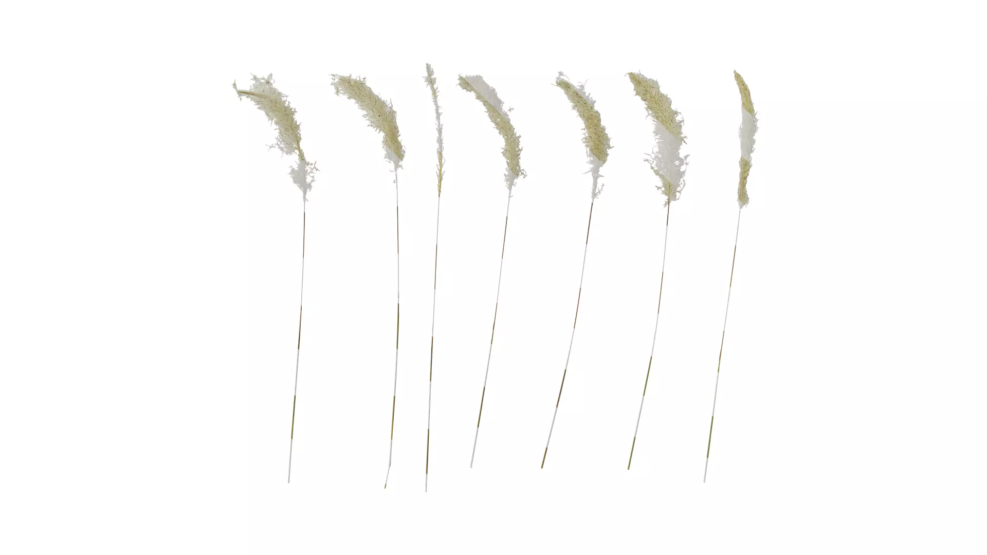 Anydrafts Imperata cylindrica Flower 02 Texture_0