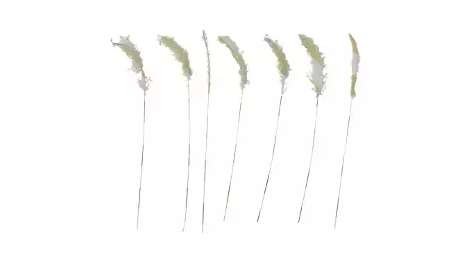 Anydrafts Imperata cylindrica Flower 02