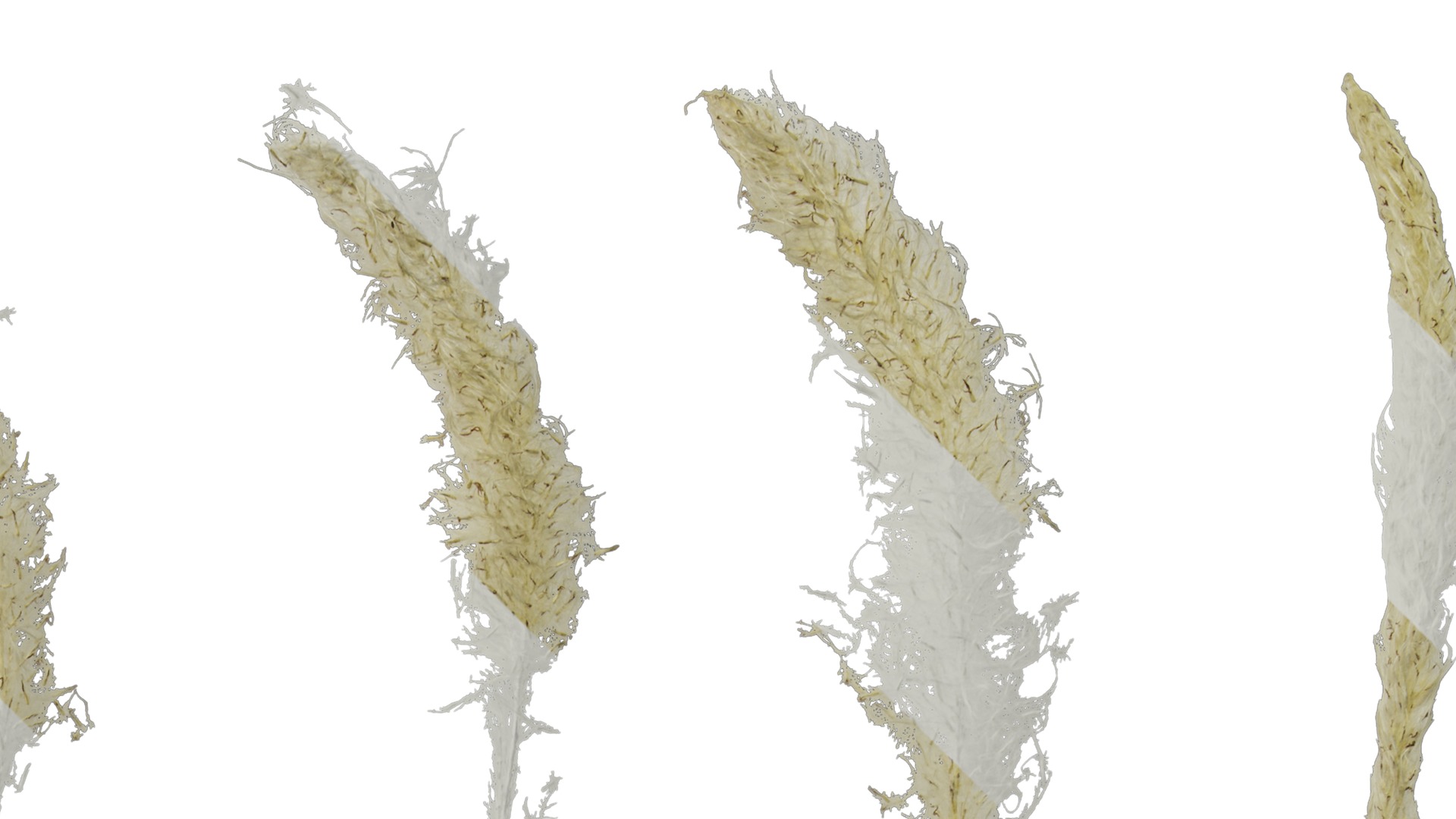 Anydrafts Imperata cylindrica Flower 02 Texture_2