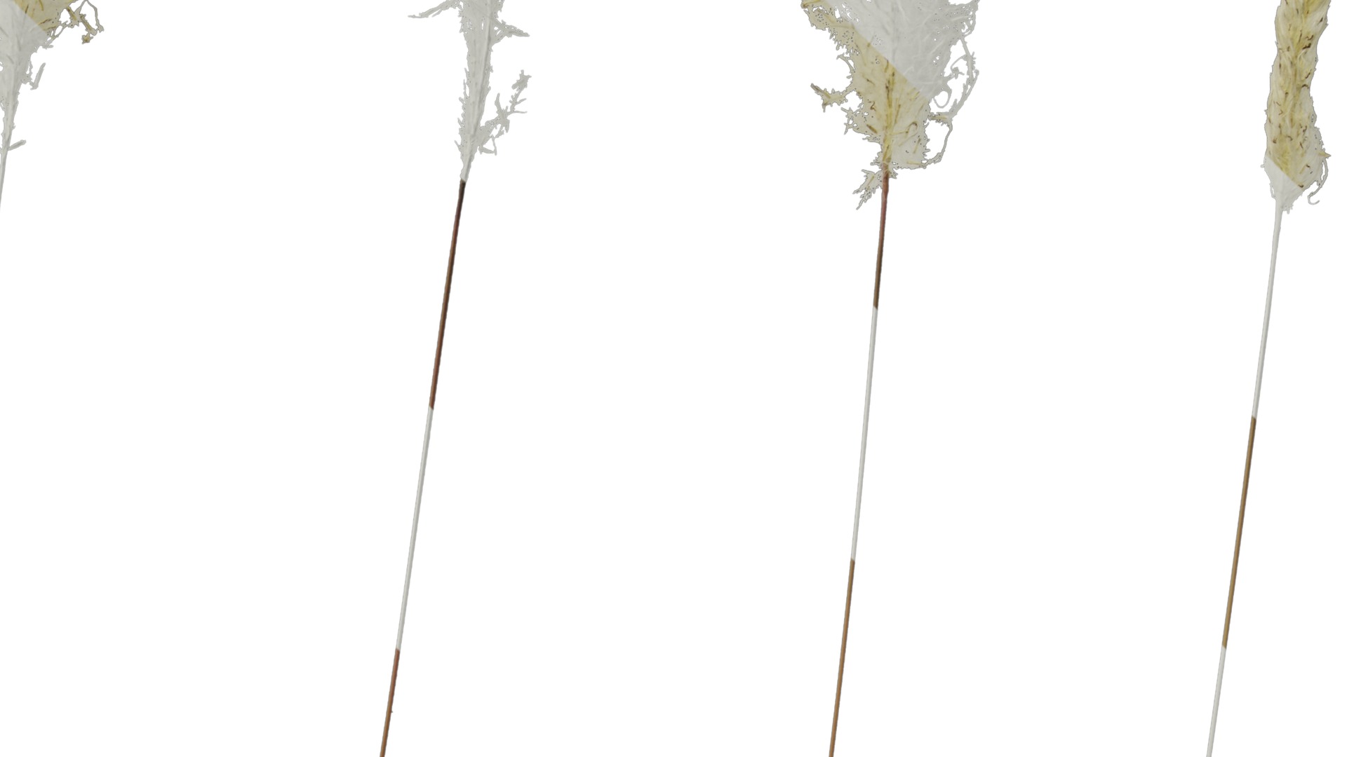 Anydrafts Imperata cylindrica Flower 02 Texture_4