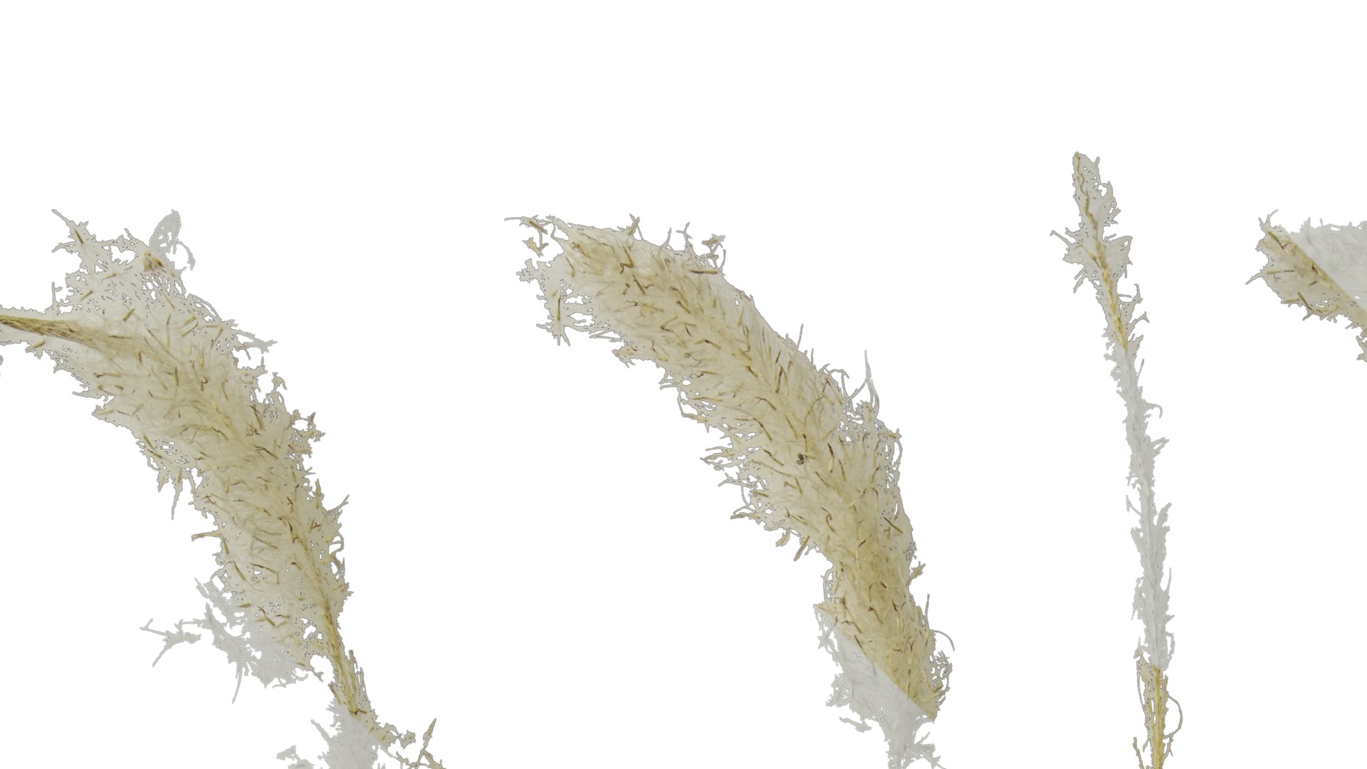 Anydrafts Imperata cylindrica Flower 02 Texture_1