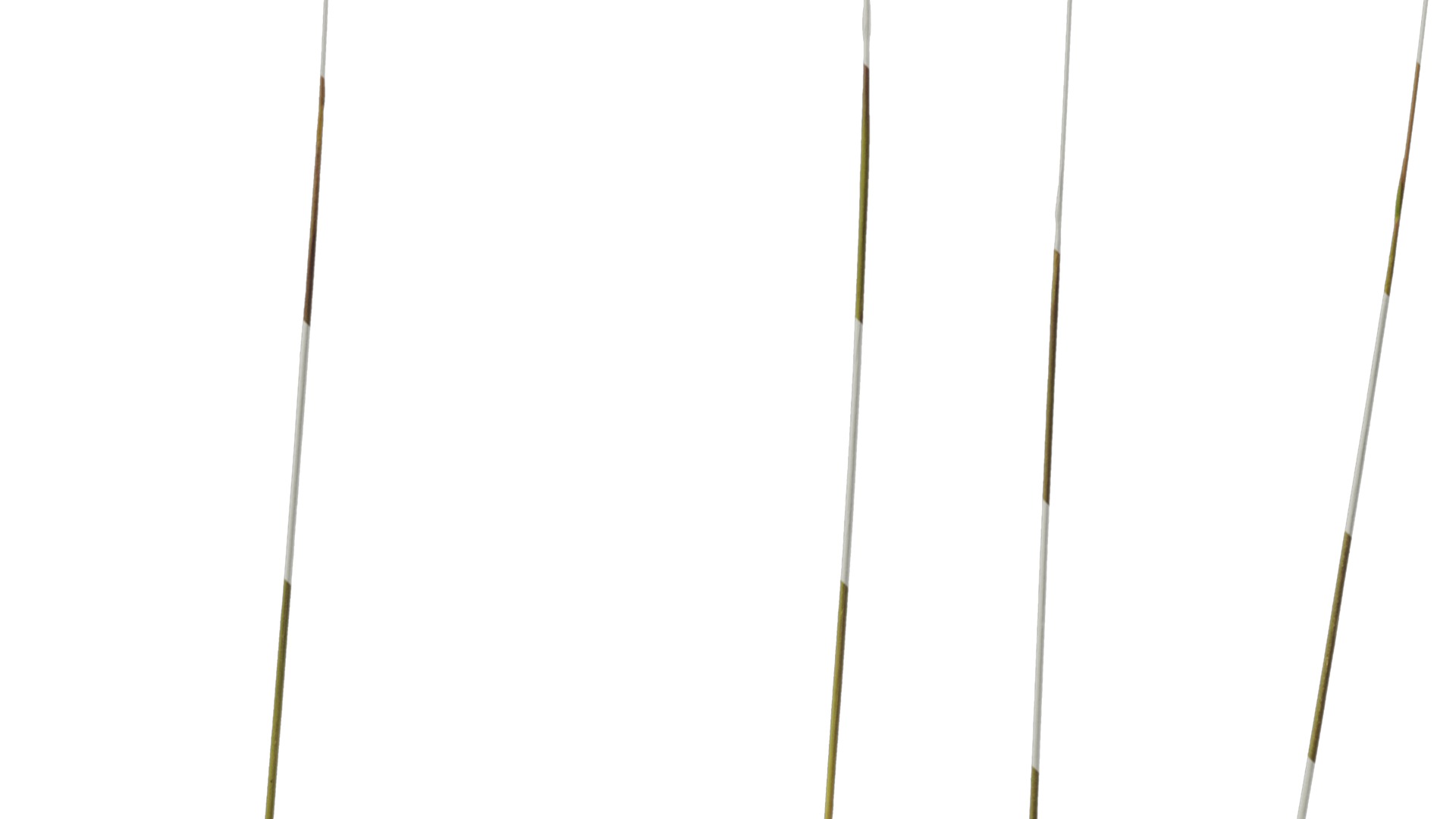 Anydrafts Imperata cylindrica Flower 02 Texture_5