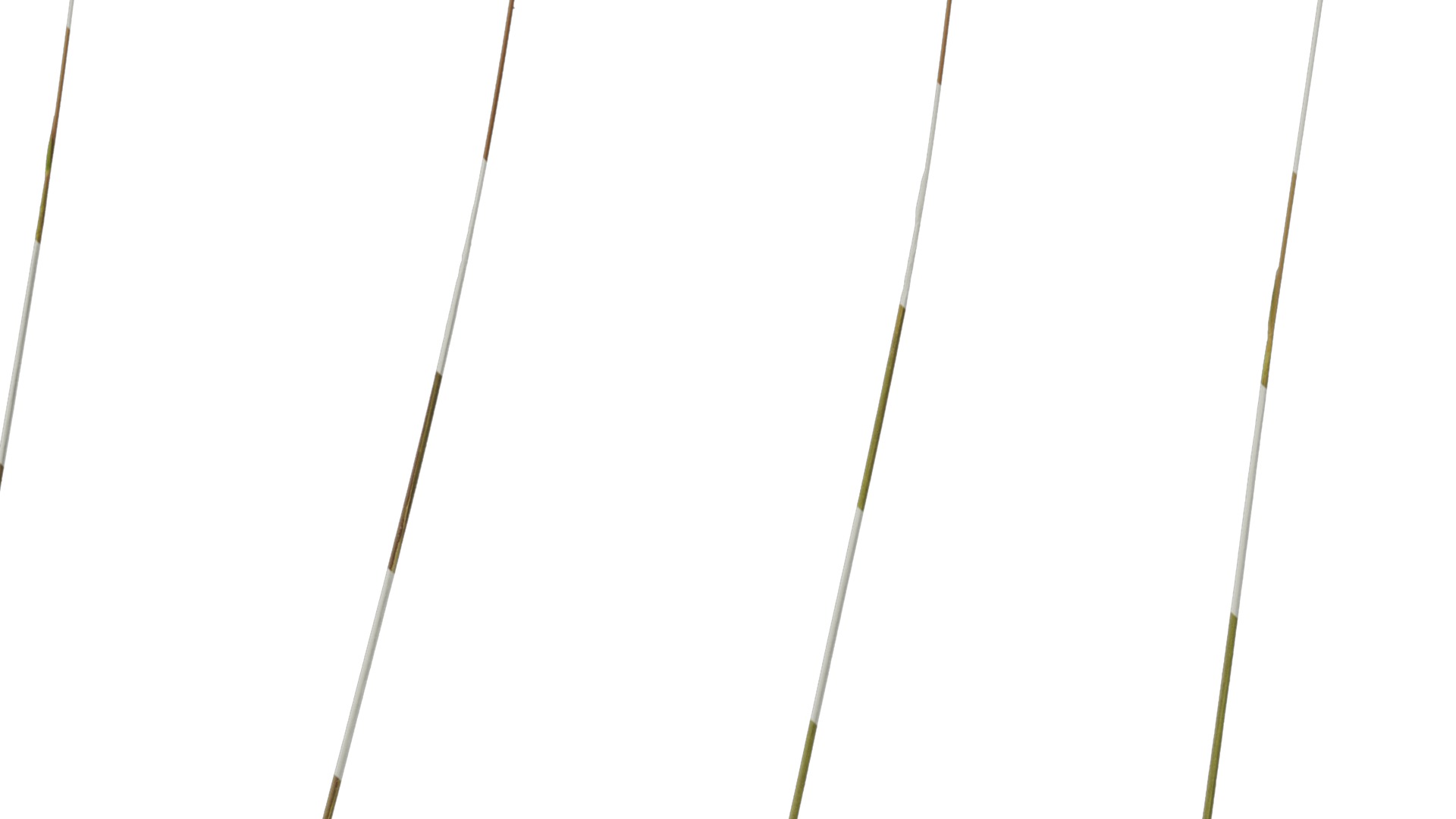 Anydrafts Imperata cylindrica Flower 02 Texture_6