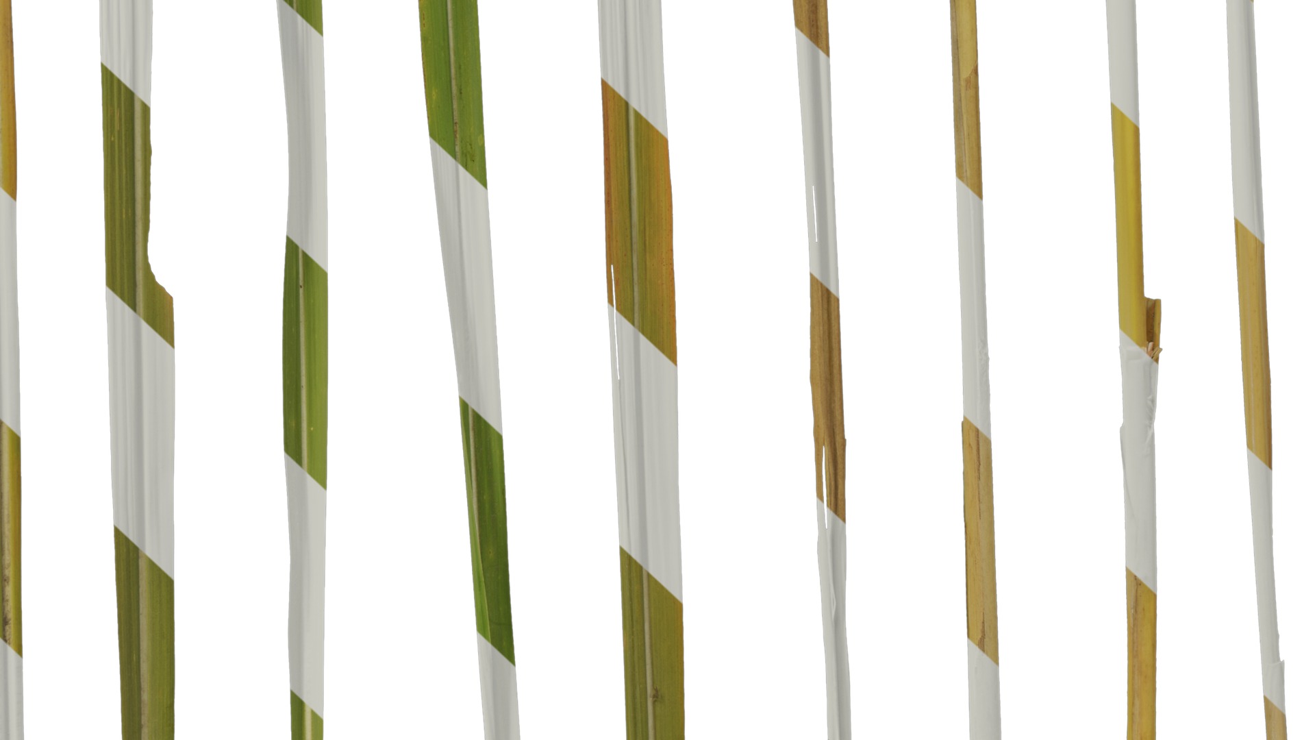 Anydrafts Imperata cylindrica Leaf 13 Texture_6