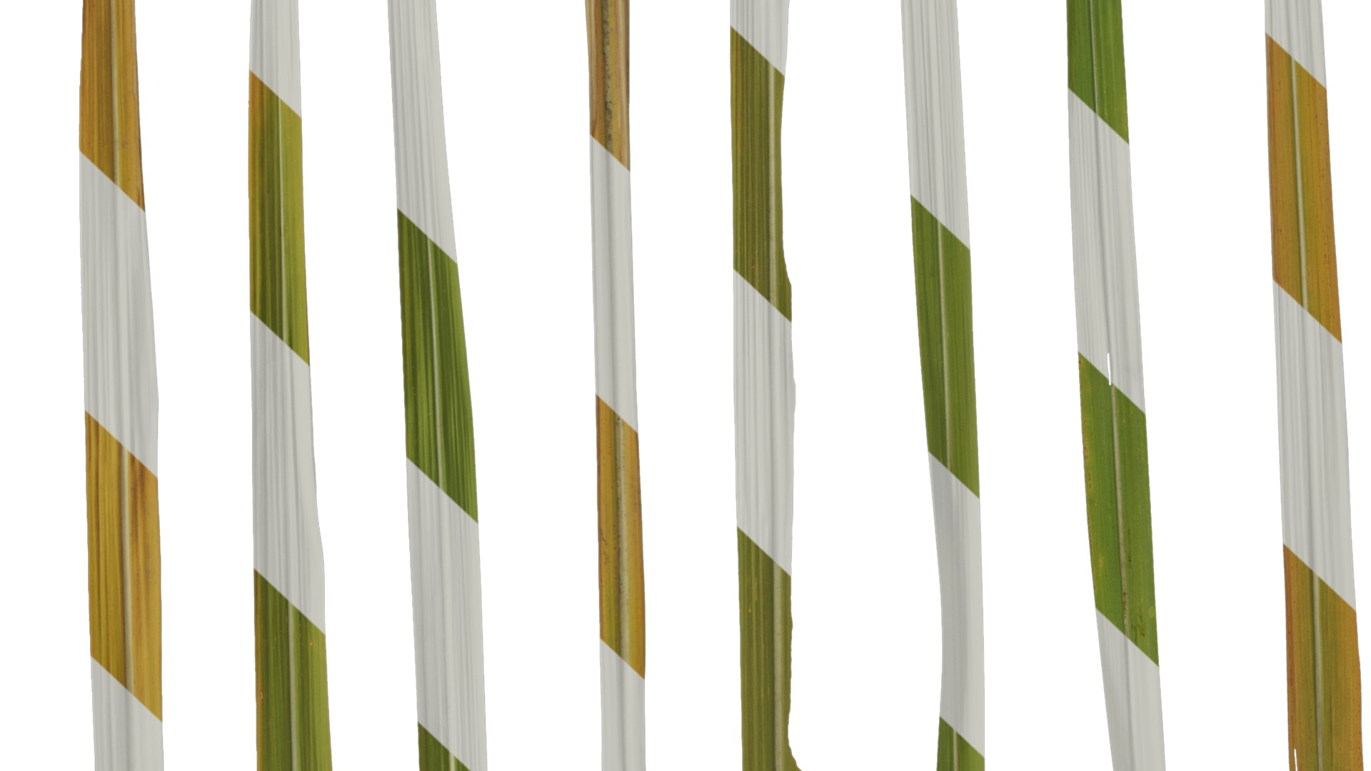 Anydrafts Imperata cylindrica Leaf 13 Texture_7