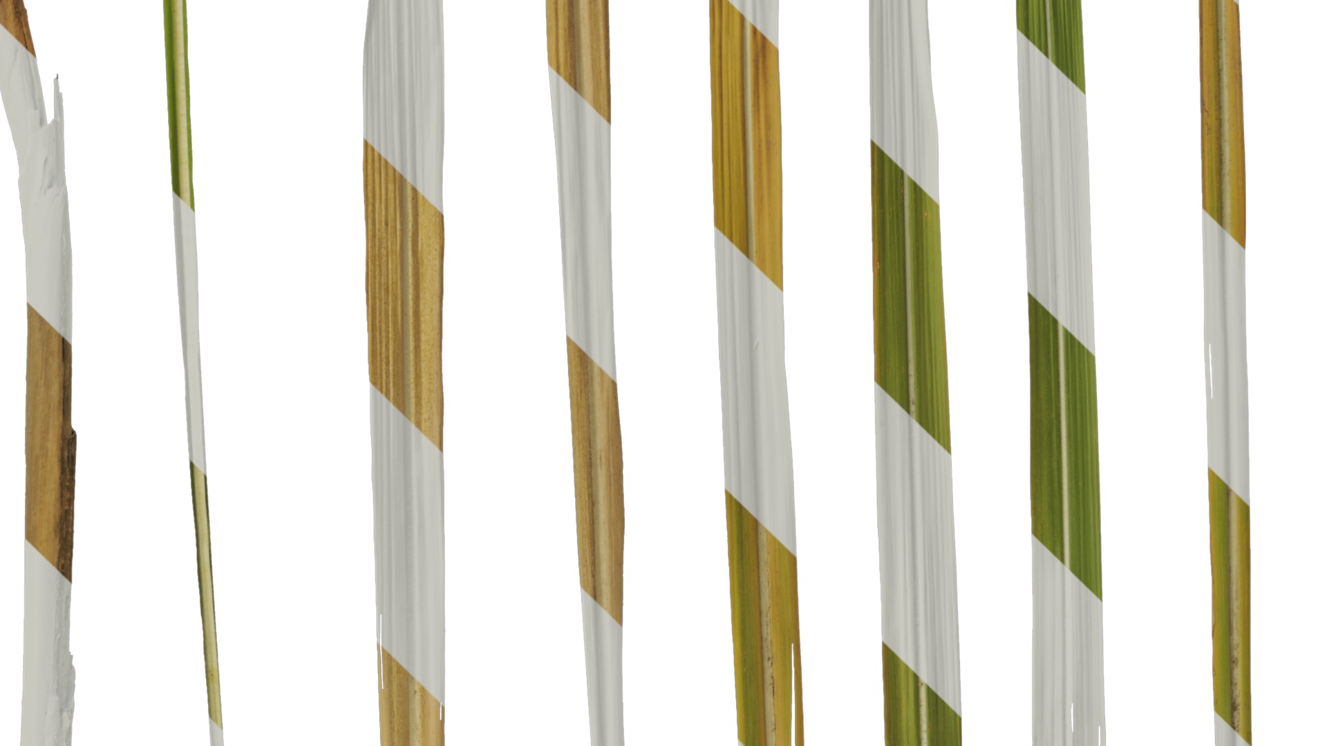 Anydrafts Imperata cylindrica Leaf 13 Texture_5