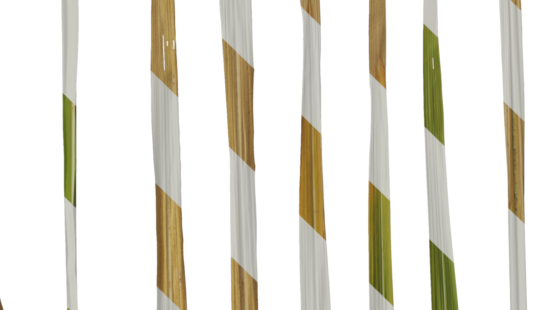 Anydrafts Imperata cylindrica Leaf 13 Texture_3