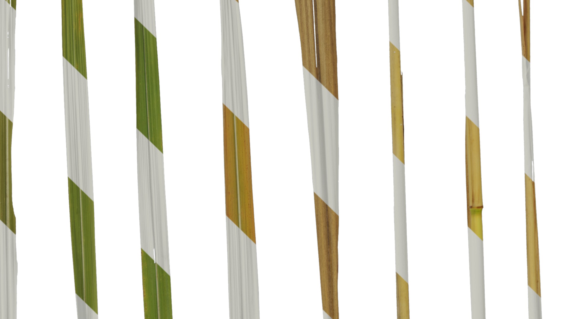 Anydrafts Imperata cylindrica Leaf 13 Texture_4