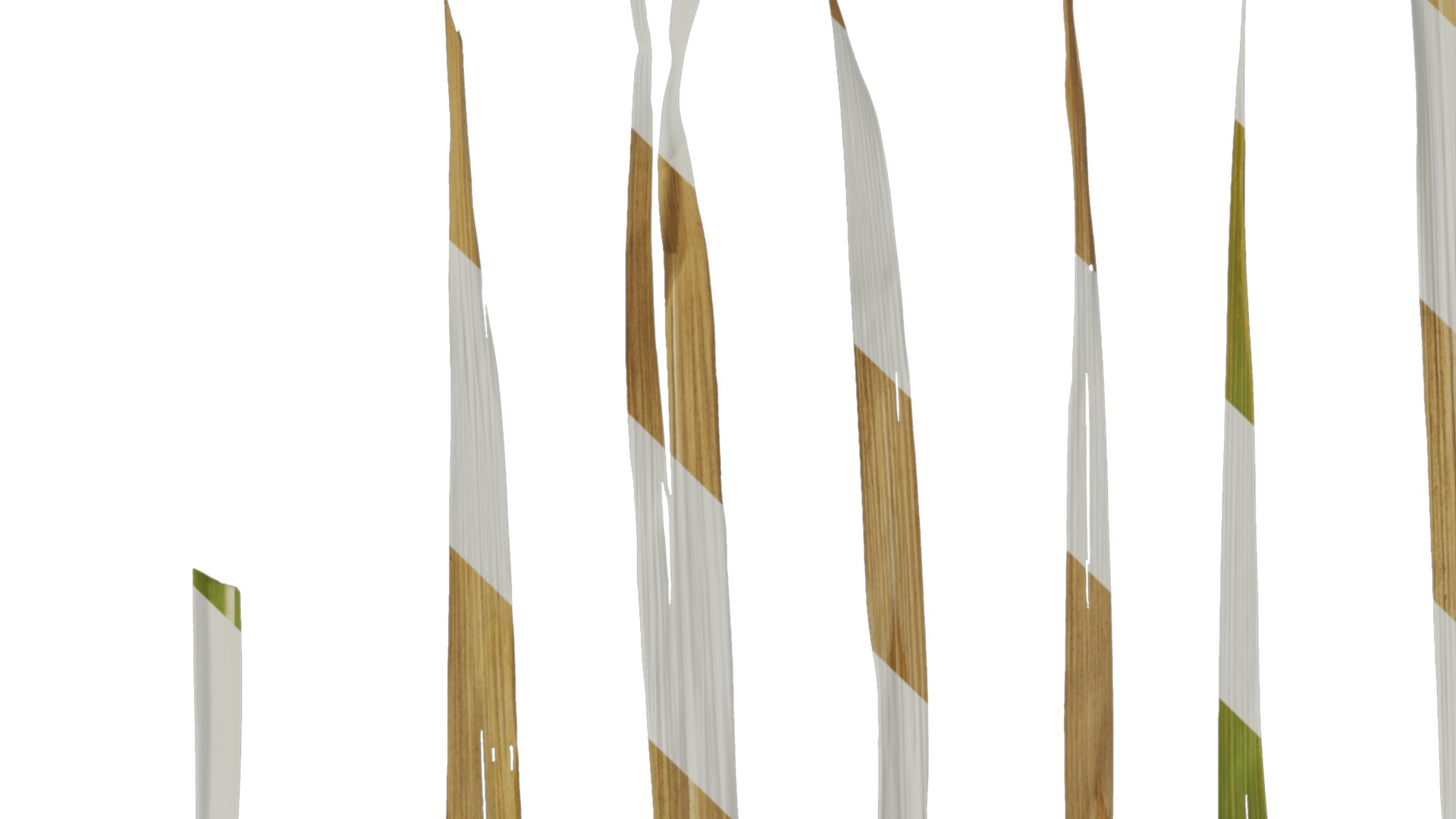 Anydrafts Imperata cylindrica Leaf 13 Texture_1