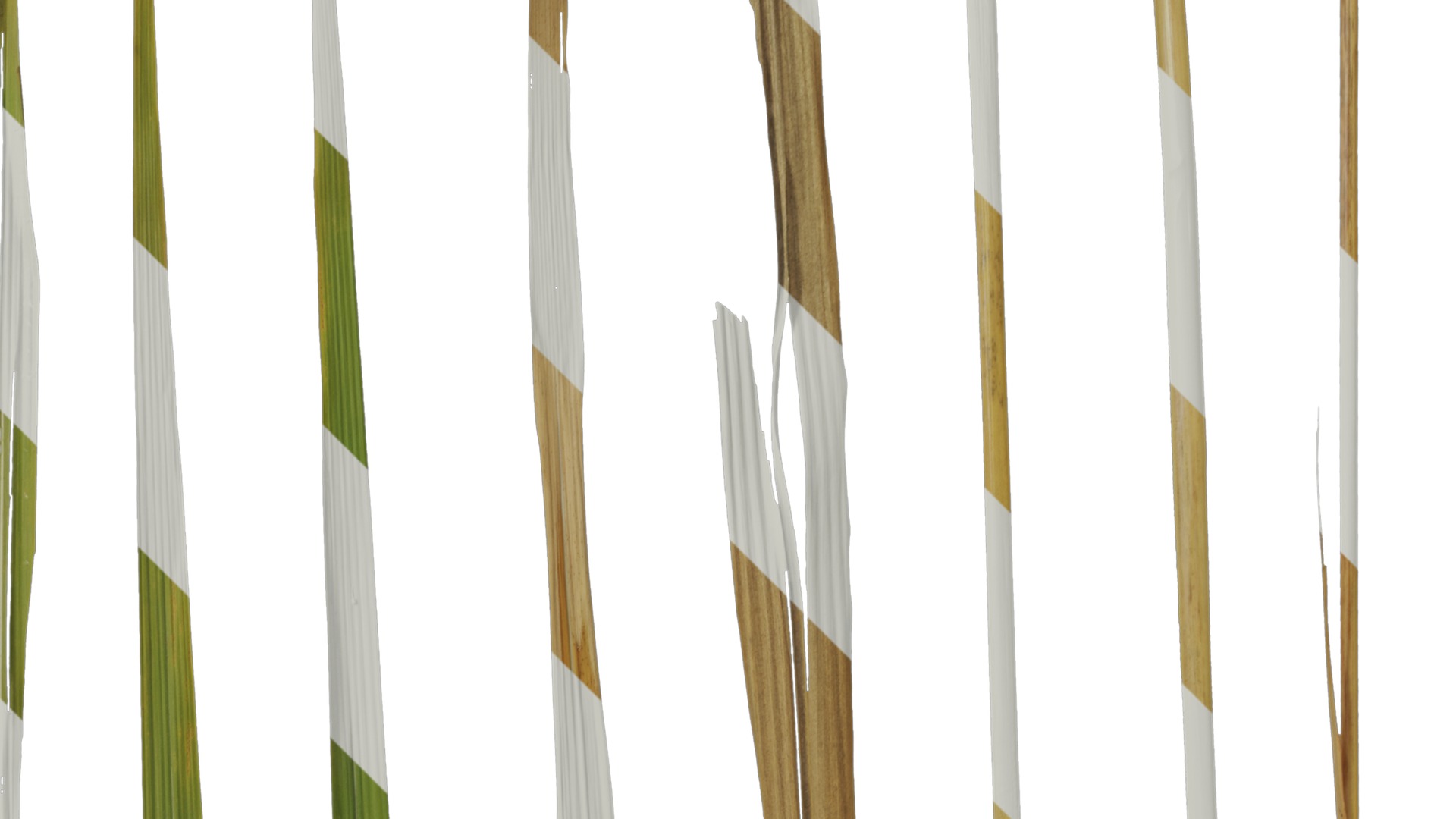 Anydrafts Imperata cylindrica Leaf 13 Texture_2