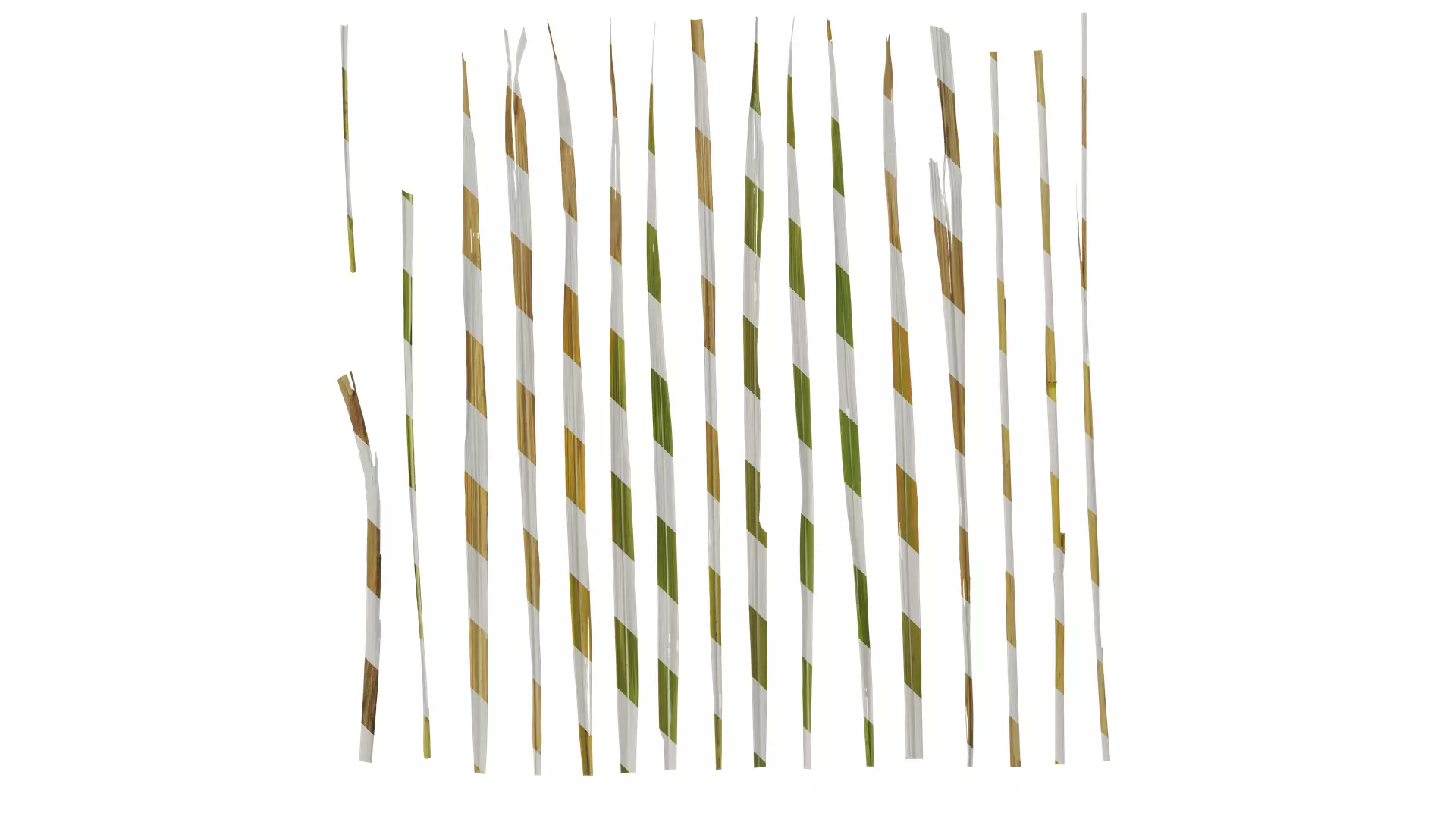 Anydrafts Imperata cylindrica Leaf 13 Texture_0