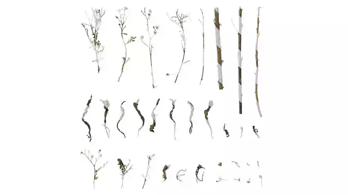 Anydrafts Aster subulatus Atlas 01