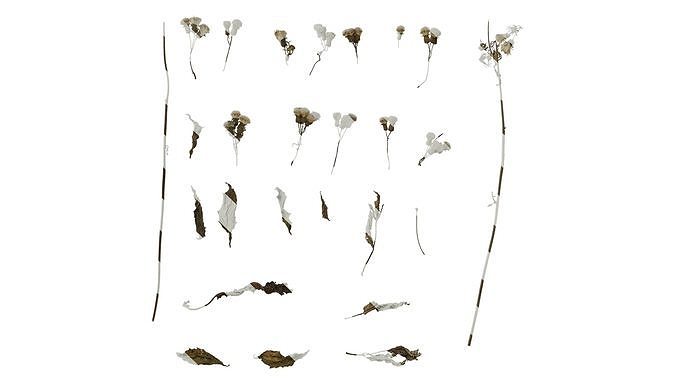 Anydrafts Crassocephalum crepidioides Atlas 03 Texture