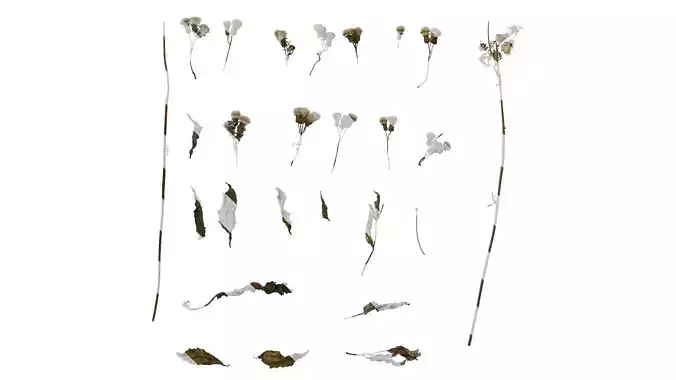 Anydrafts Crassocephalum crepidioides Atlas 03