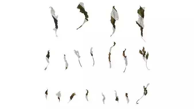 Anydrafts Crassocephalum crepidioides Leaf 03