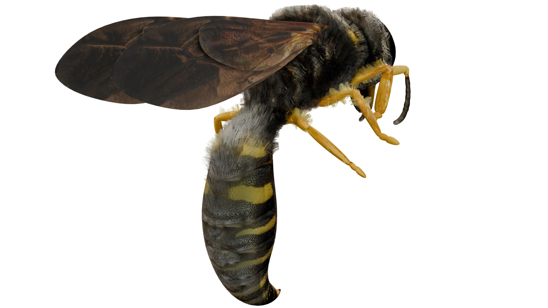 Wasp Rigged 3D model_4