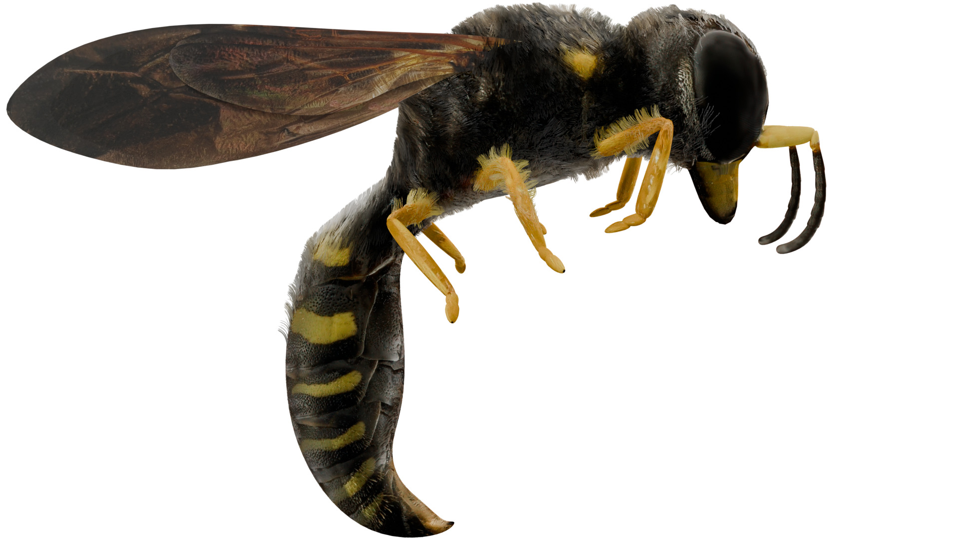 Wasp Rigged 3D model_5