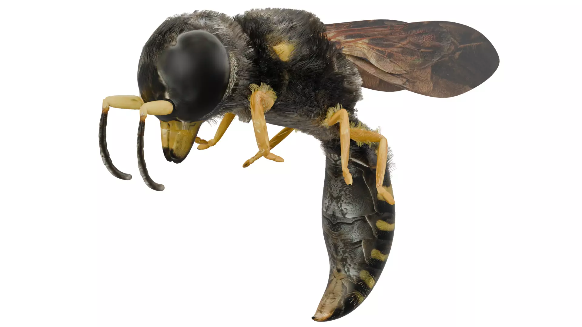 Wasp Rigged 3D model_0