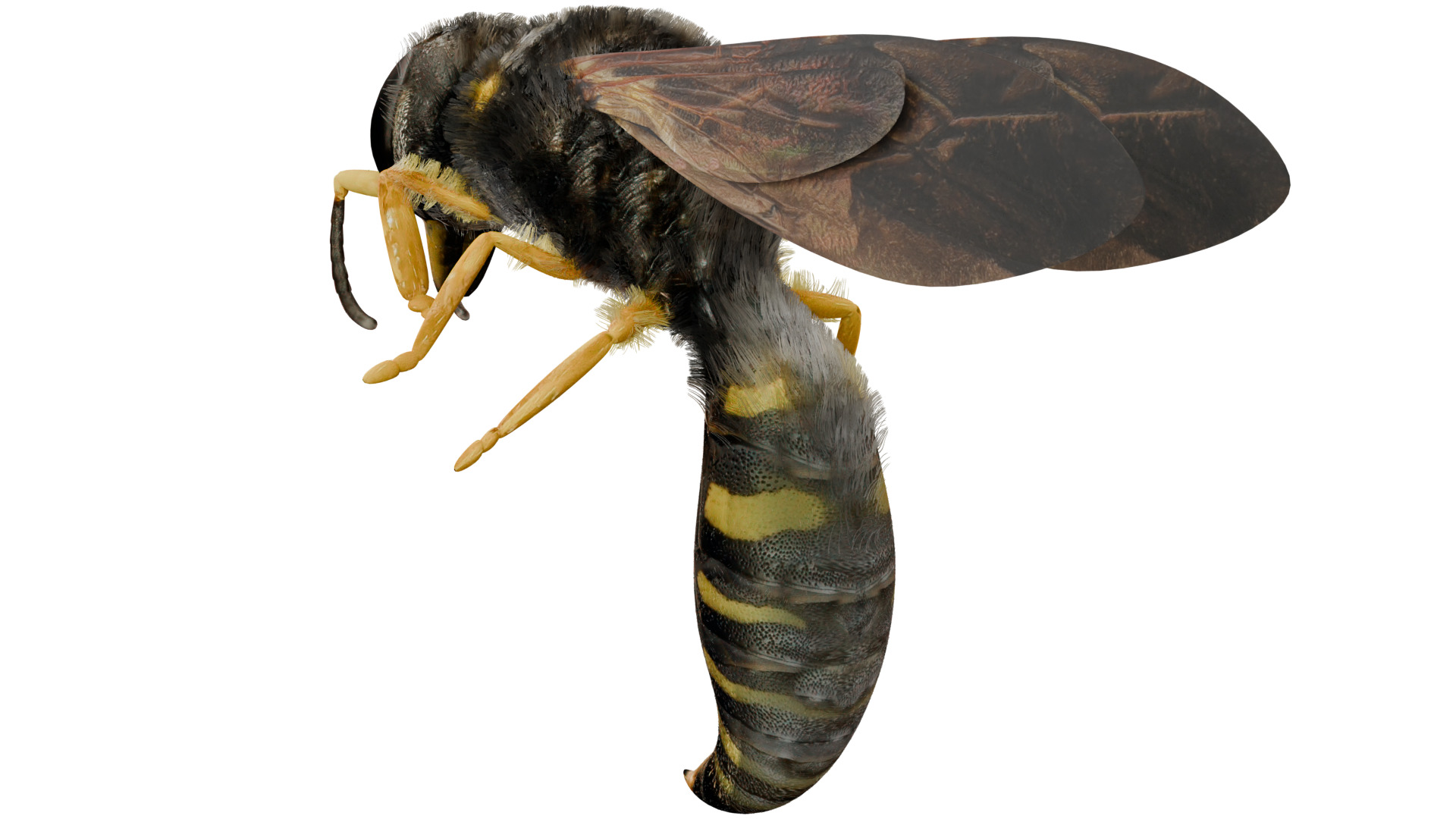 Wasp Rigged 3D model_2