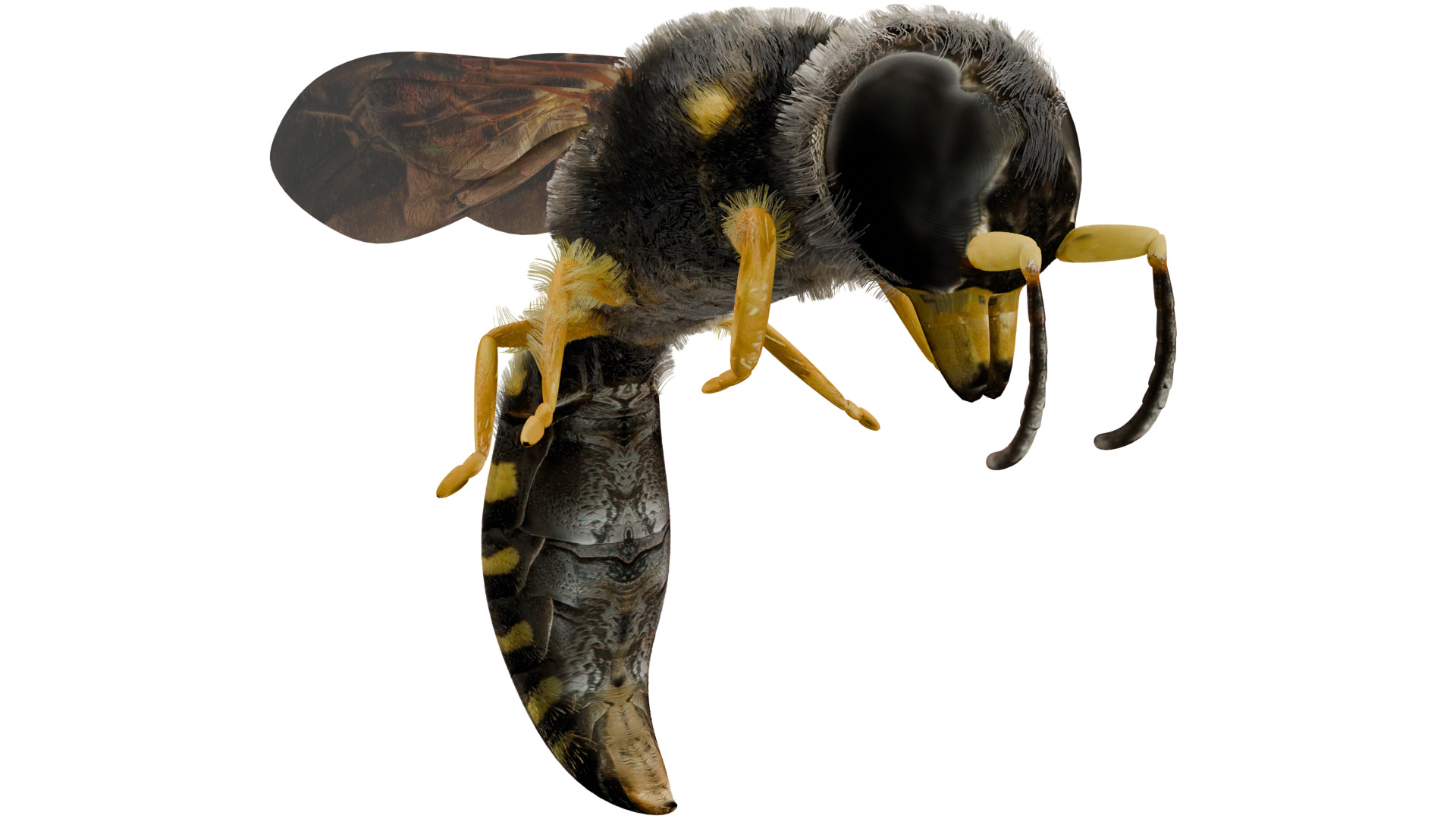 Wasp Rigged 3D model_6