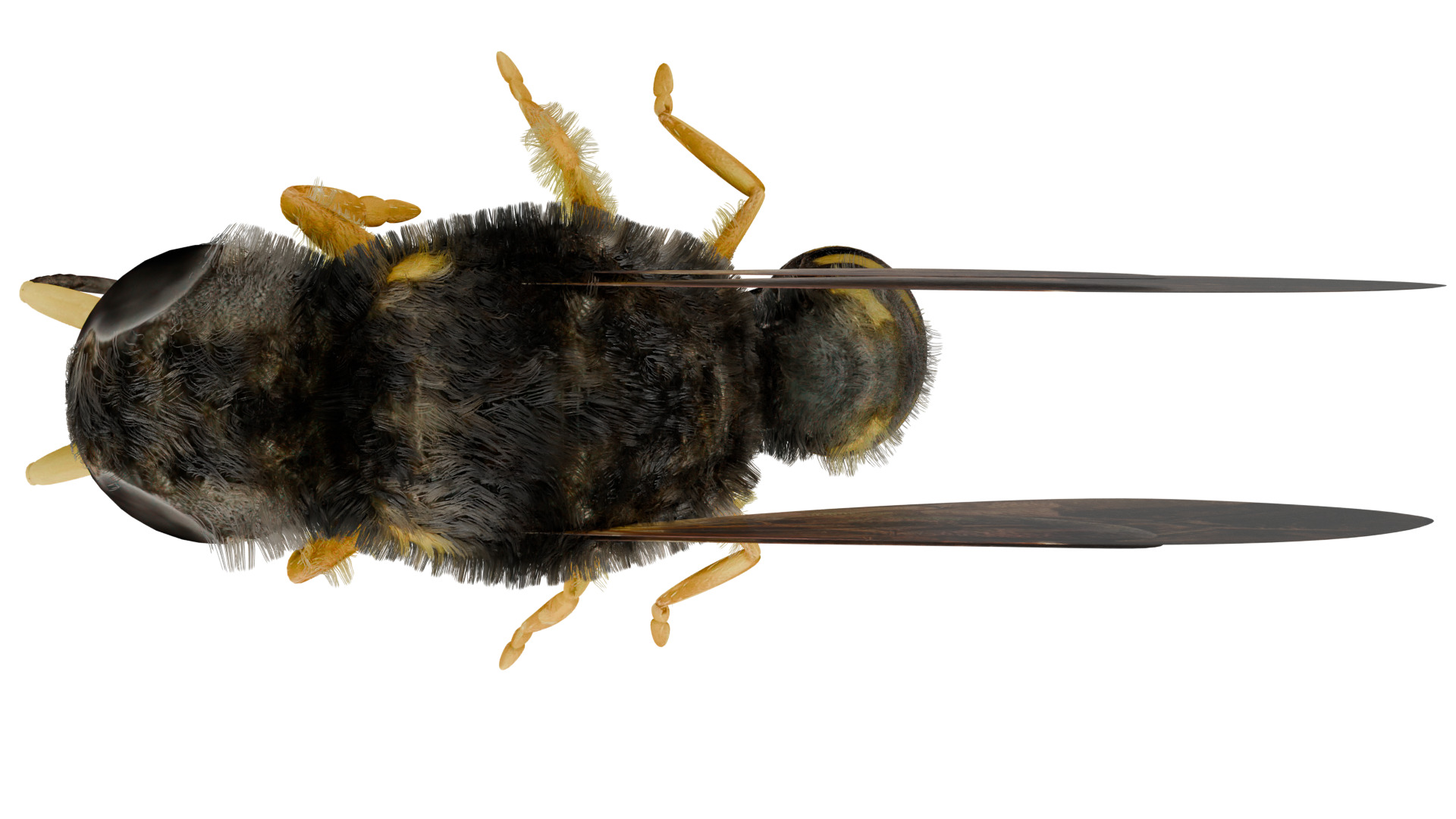 Wasp Rigged 3D model_8