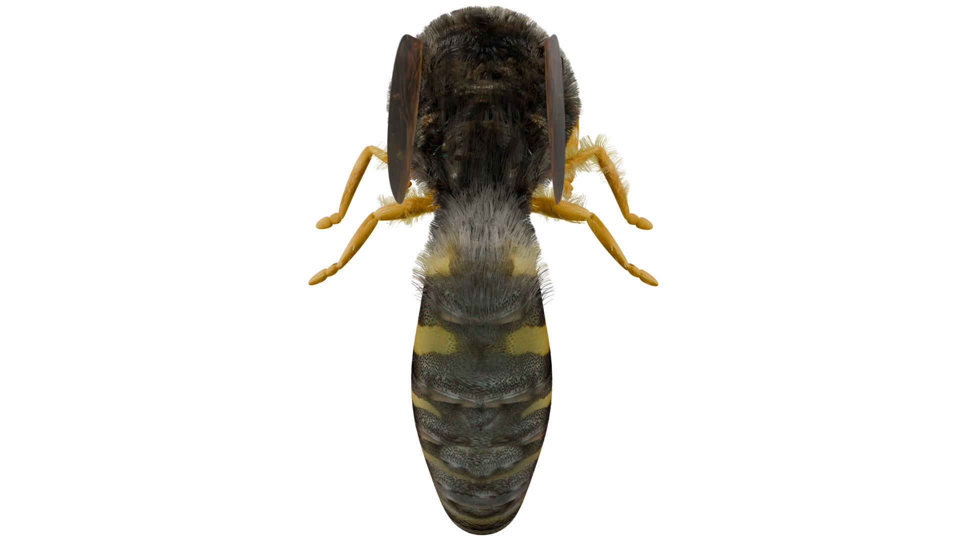 Wasp Rigged 3D model_3