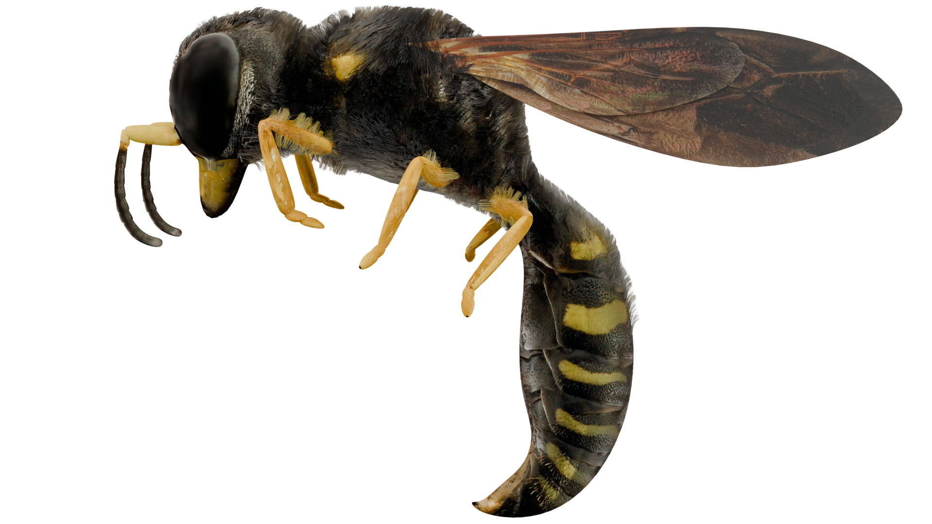 Wasp Rigged 3D model_1