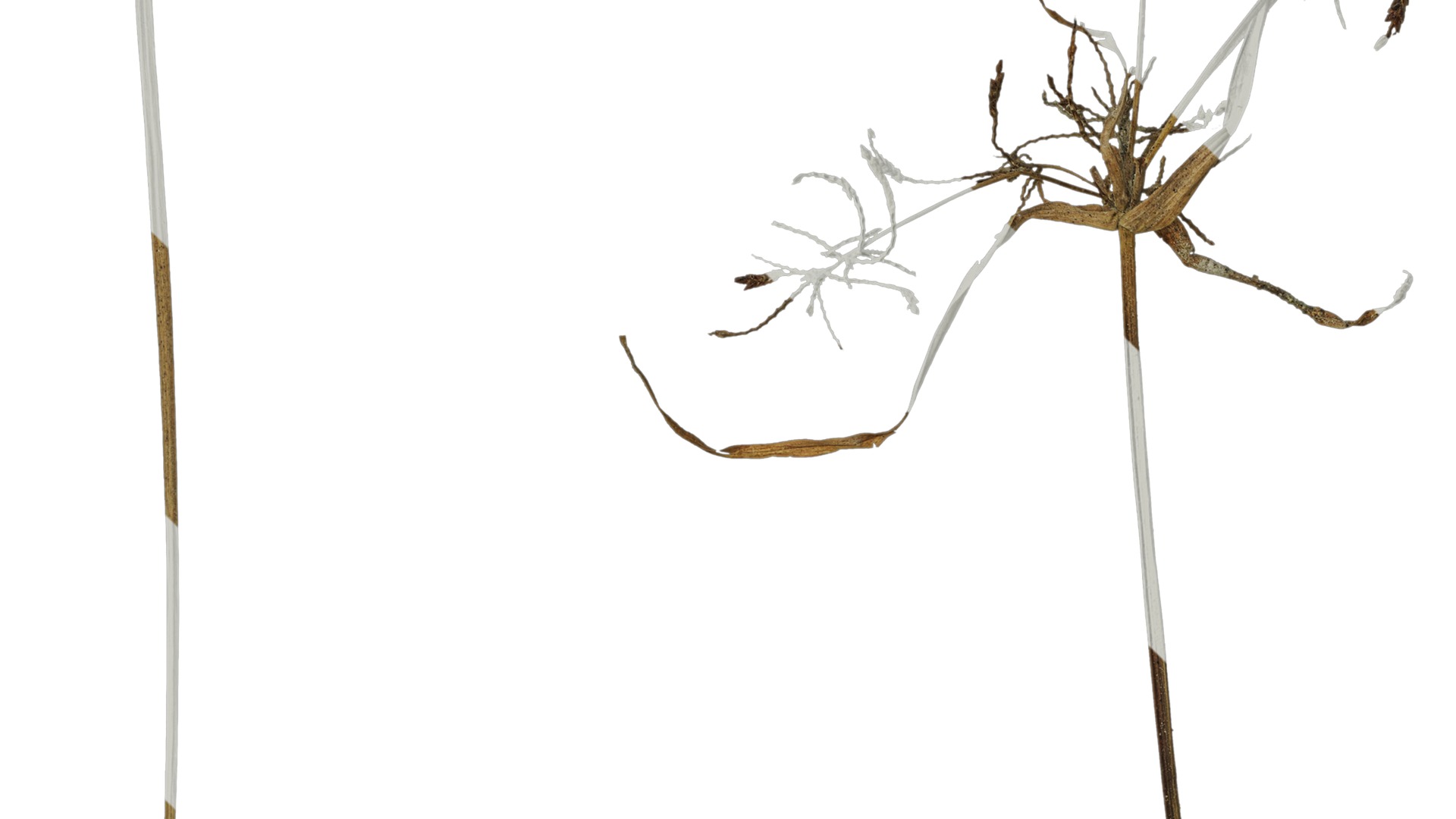 Anydrafts Cyperus iria Atlas 01 Texture_3