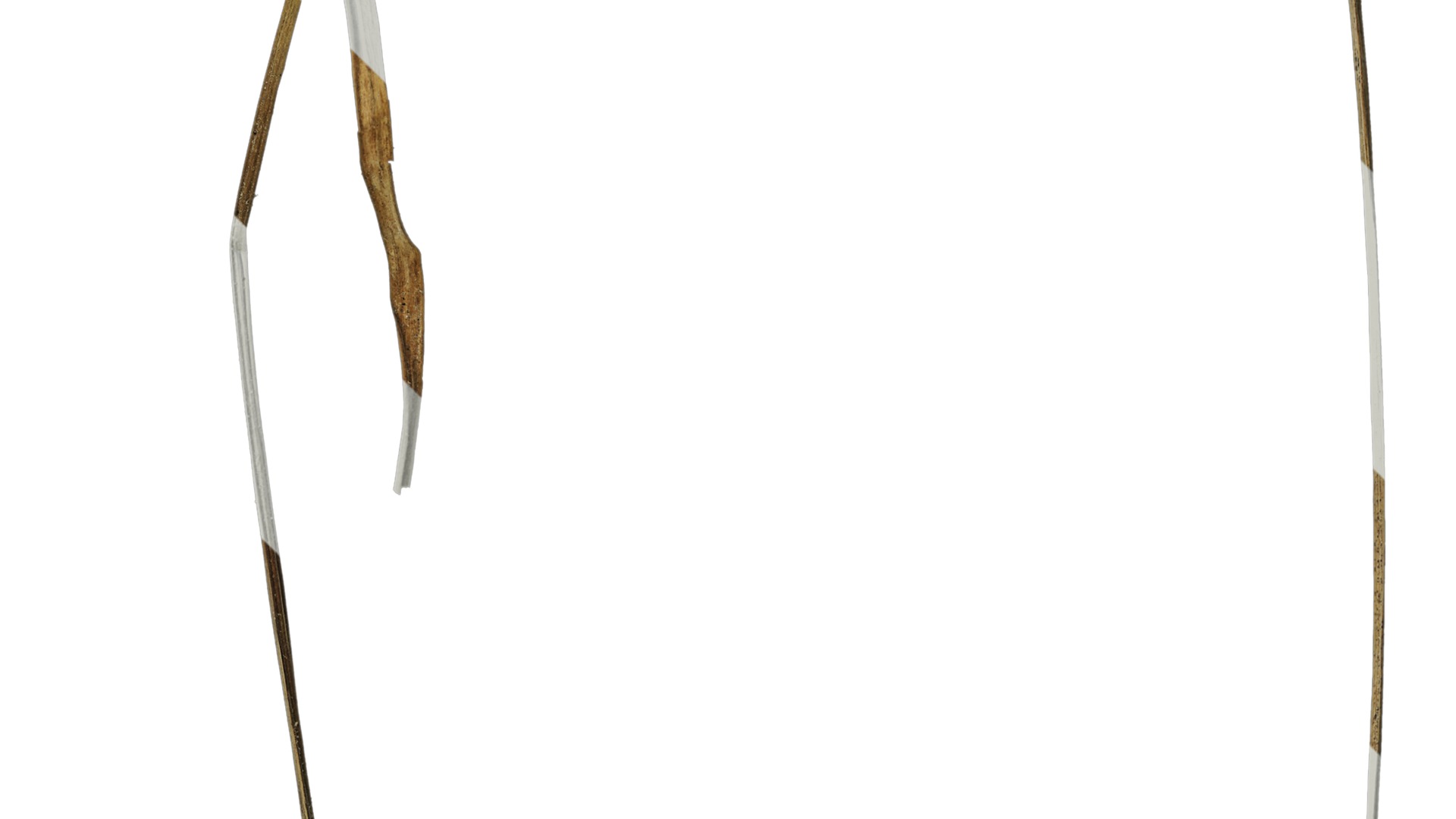 Anydrafts Cyperus iria Atlas 01 Texture_4