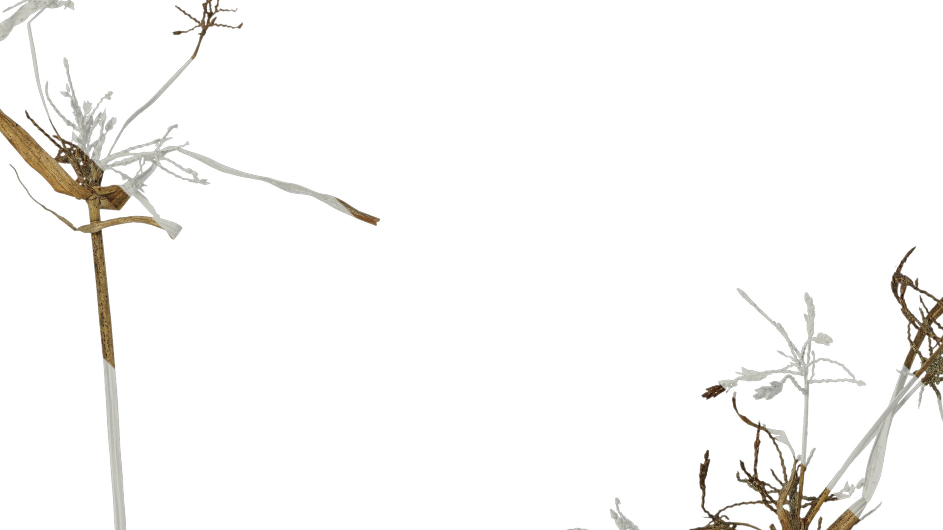 Anydrafts Cyperus iria Atlas 01 Texture_1